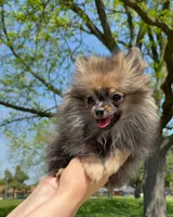 Ruby, a female Pomeranian for sale in Niles, IL – 8 of 8