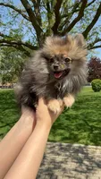 Ruby, a female Pomeranian for sale in Niles, IL – 4 of 8