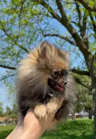 Ruby, a female Pomeranian for sale in Niles, IL – 6 of 8