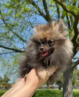 Ruby, a female Pomeranian for sale in Niles, IL – 7 of 8