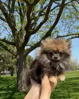 Ruby, a female Pomeranian for sale in Niles, IL – 2 of 8