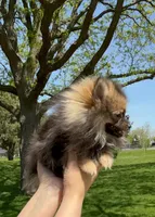 Ruby, a female Pomeranian for sale in Niles, IL – 3 of 8