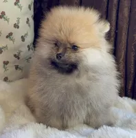 Bear, a male Pomeranian for sale in Niles, IL – Photo 7 of 9