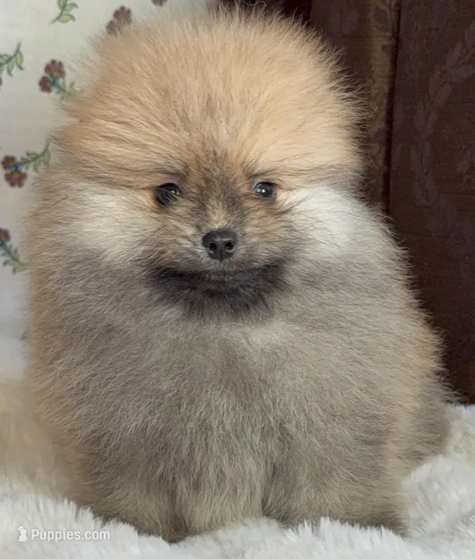 Bear – Pomeranian puppy for sale in Niles, IL