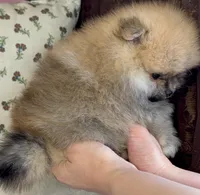 Bear, a male Pomeranian for sale in Niles, IL – Photo 9 of 9