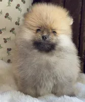 Bear, a male Pomeranian for sale in Niles, IL – Photo 3 of 9