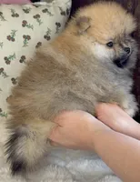 Bear, a male Pomeranian for sale in Niles, IL – Photo 5 of 9