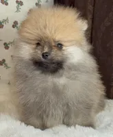 Bear, a male Pomeranian for sale in Niles, IL – Photo 2 of 9