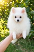 Zoey, a female Pomeranian for sale in Niles, IL – 3 of 3