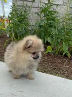 George , a male Pomeranian for sale in Niles, IL – 2 of 9