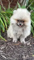 Luna, a female Pomeranian for sale in Niles, IL – 7 of 10
