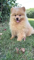 Charlie , a male Pomeranian and Yorkshire Terrier for sale in Niles, IL – 6 of 10