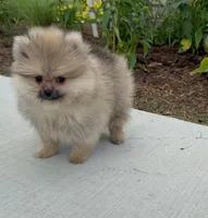 George , a male Pomeranian for sale in Niles, IL – 3 of 9