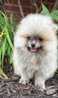 Luna, a female Pomeranian for sale in Niles, IL – 4 of 10
