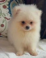 Fluffy , a female Pomeranian for sale in Niles, IL – 4 of 8