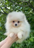 Fluffy , a female Pomeranian for sale in Niles, IL – 5 of 10