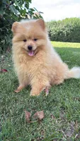 Charlie , a male Pomeranian and Yorkshire Terrier for sale in Niles, IL – 8 of 10