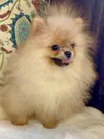 Pasha, a male Pomeranian for sale in Niles, IL – 7 of 10