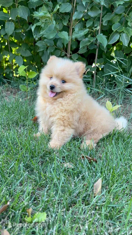 Charlie – Pomeranian, Yorkshire Terrier puppy for sale in Pleasant Prairie, WI