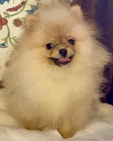 Pasha, a male Pomeranian for sale in Niles, IL – 2 of 10