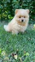 Charlie, a male Pomeranian and Yorkshire Terrier for sale in Pleasant Prairie, WI – 4 of 8