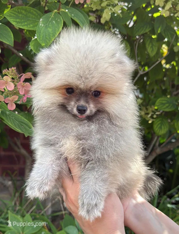 Luna – Pomeranian puppy for sale in Niles, IL
