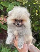 Luna, a female Pomeranian for sale in Niles, IL – 1 of 10