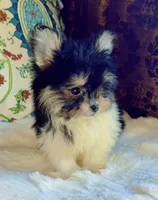 Tea cup Daisy, a female Pomeranian and Yorkshire Terrier for sale in Niles, IL – 7 of 8