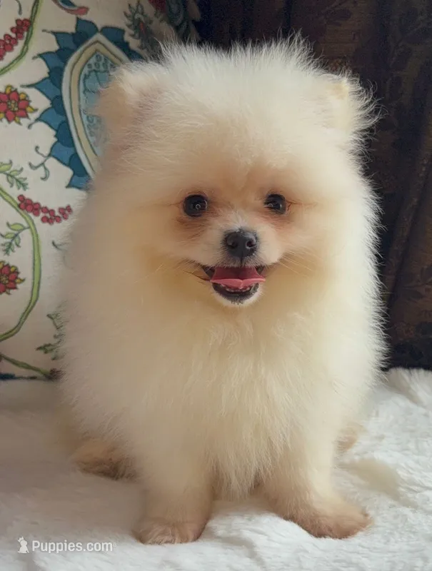 Fluffy  – Pomeranian puppy for sale in Niles, IL