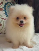 Fluffy , a female Pomeranian for sale in Niles, IL – 1 of 8