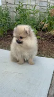 George , a male Pomeranian for sale in Niles, IL – 6 of 9