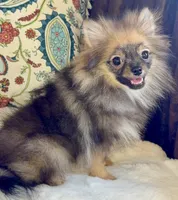 Ruby, a female Pomeranian for sale in Niles, IL – 3 of 10