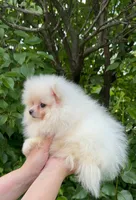Fluffy , a female Pomeranian for sale in Niles, IL – 7 of 10
