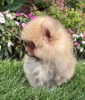 Benny, a male Pomeranian for sale in Niles, IL – 6 of 9