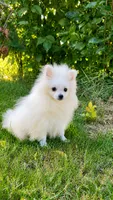 Zoey, a female Pomeranian for sale in Niles, IL – 2 of 3