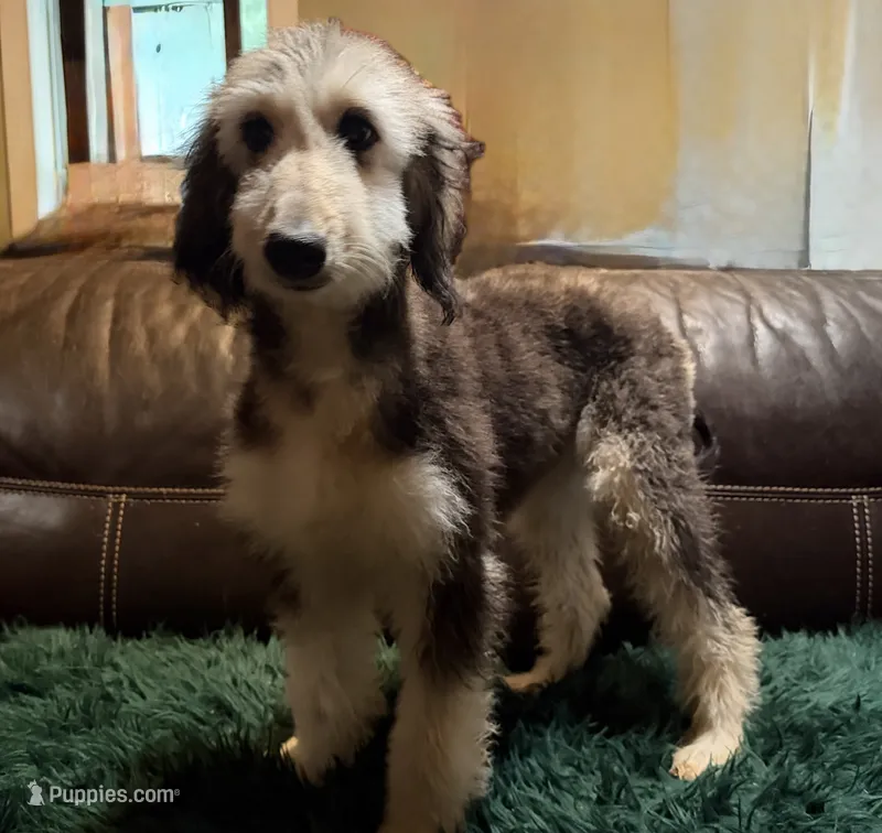 Domino Girl 2 – Afghan Hound puppy for sale in Ranburne, AL