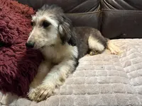 Domino Girl 1, a female Afghan Hound for sale in Ranburne, AL – 2 of 4