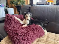 Domino Girl 1, a female Afghan Hound for sale in Ranburne, AL – Photo 4 of 4