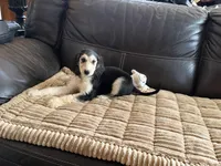 Domino Girl 1, a female Afghan Hound for sale in Ranburne, AL – Photo 2 of 4