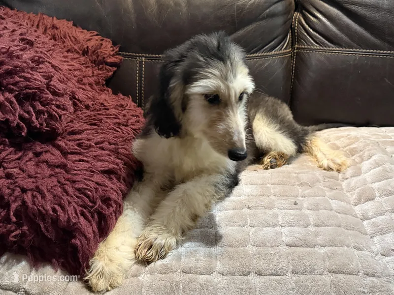 Domino Girl 1 – Afghan Hound puppy for sale in Ranburne, AL