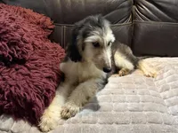Domino Girl 1, a female Afghan Hound for sale in Ranburne, AL – 1 of 4