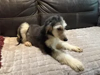 Domino Girl 1, a female Afghan Hound for sale in Ranburne, AL – 3 of 4