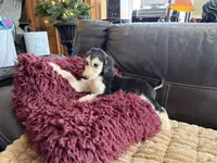 Domino Girl 1, a female Afghan Hound for sale in Ranburne, AL – Photo 3 of 4