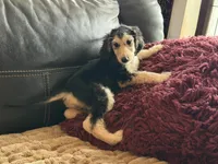 Domino Girl 1, a female Afghan Hound for sale in Ranburne, AL – Photo 1 of 4