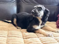 Adonis, a male Afghan Hound for sale in Ranburne, AL – Photo 5 of 5