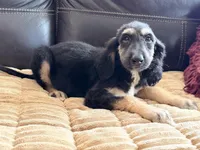 Adonis, a male Afghan Hound for sale in Ranburne, AL – Photo 2 of 5