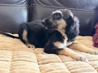 Adonis, a male Afghan Hound for sale in Ranburne, AL – Photo 3 of 5