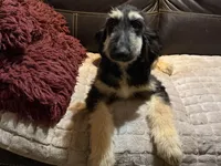 Adonis, a male Afghan Hound for sale in Ranburne, AL – 3 of 7