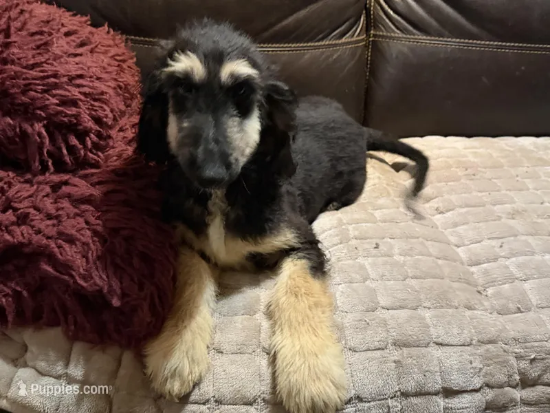 Adonis – Afghan Hound puppy for sale in Ranburne, AL