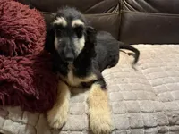 Adonis, a male Afghan Hound for sale in Ranburne, AL – 1 of 7